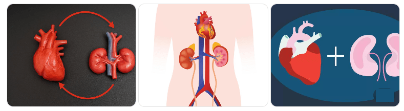 The Connection Between Heart and Kidneys